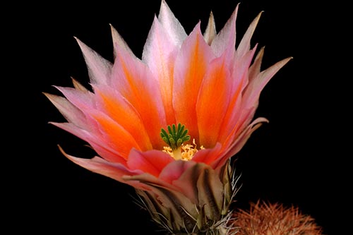 Echinocereus dasyacanthus, USA, Texas, Brewster Co.