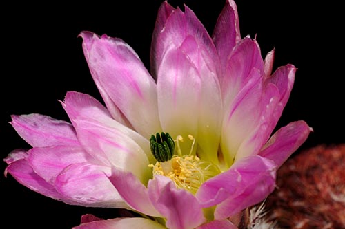 Echinocereus pectinatus, Mexico, Durango, Rodeo - Las Nieves