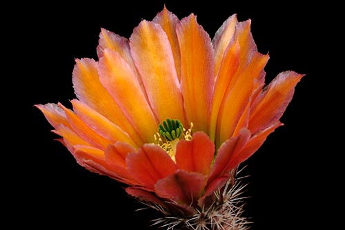 Echinocereus dasyacanthus, USA, Texas, Pecos Co.