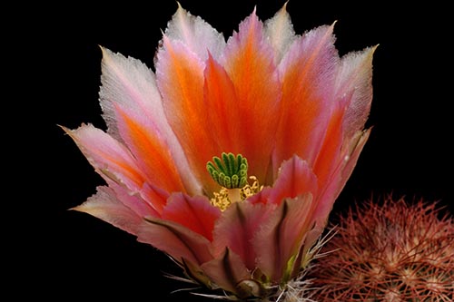 Echinocereus dasyacanthus, USA, Texas, Pecos Co.