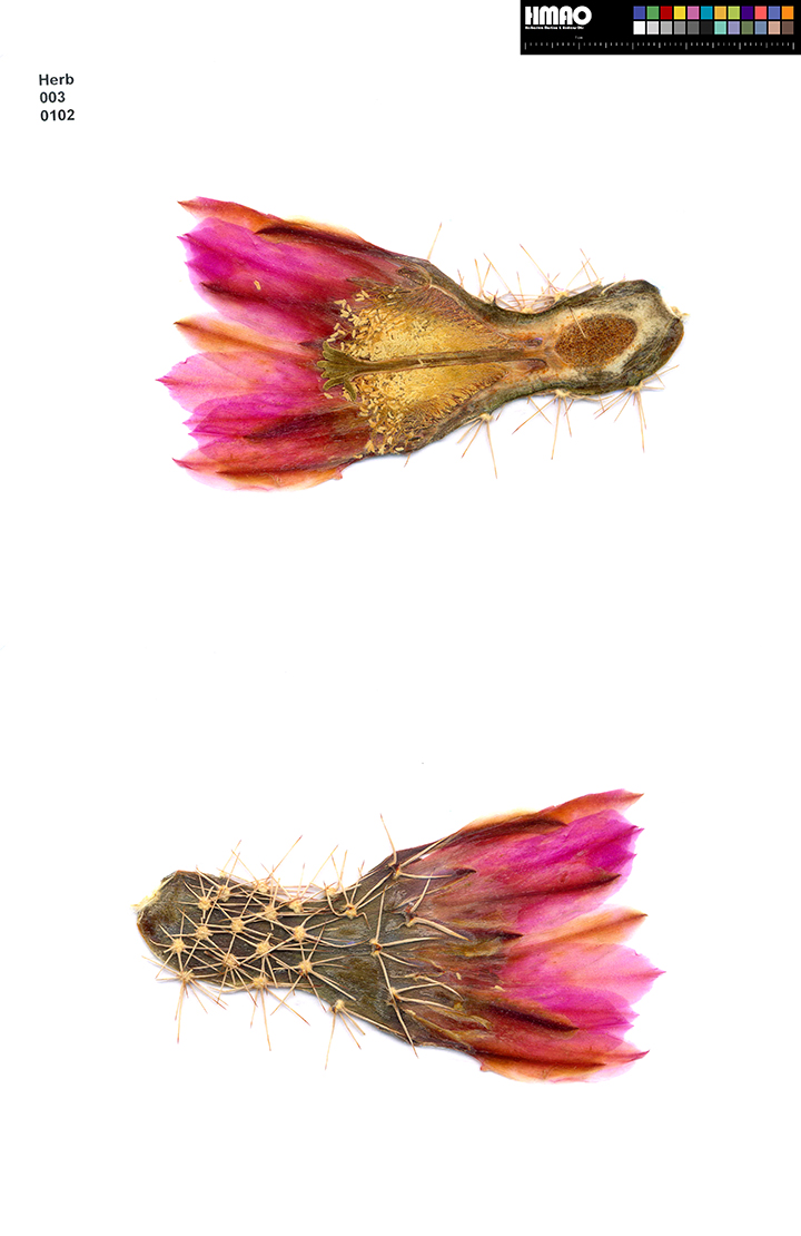 HMAO-003-0102 - Echinocereus fendleri, Mexico, Chihuahua, El Sueco