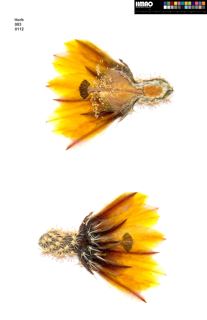 HMAO-003-0112 - Echinocereus ctenoides, Mexico, Coahuila, Melchor Muzquiz