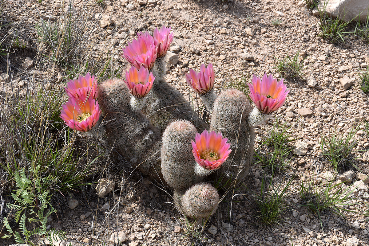 Auf dem Weg zu Echinocereus dasyacanthus (Video)