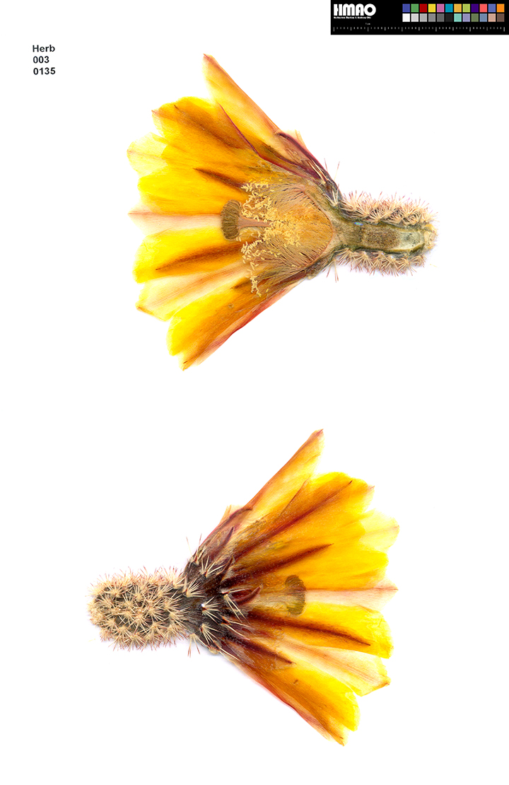 HMAO-003-0135 - Echinocereus pectinatus rutowiorum, Mexico, Chihuahua, Cumbres de Majalca