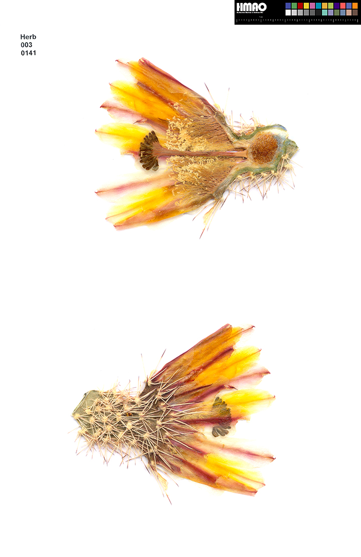 HMAO-003-0141 - Echinocereus dasyacanthus rectispinus, Mexico, Chihuahua, Alamos