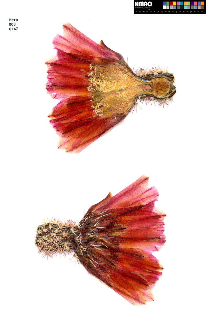 HMAO-003-0147 - Echinocereus pectinatus, Mexico, Detras