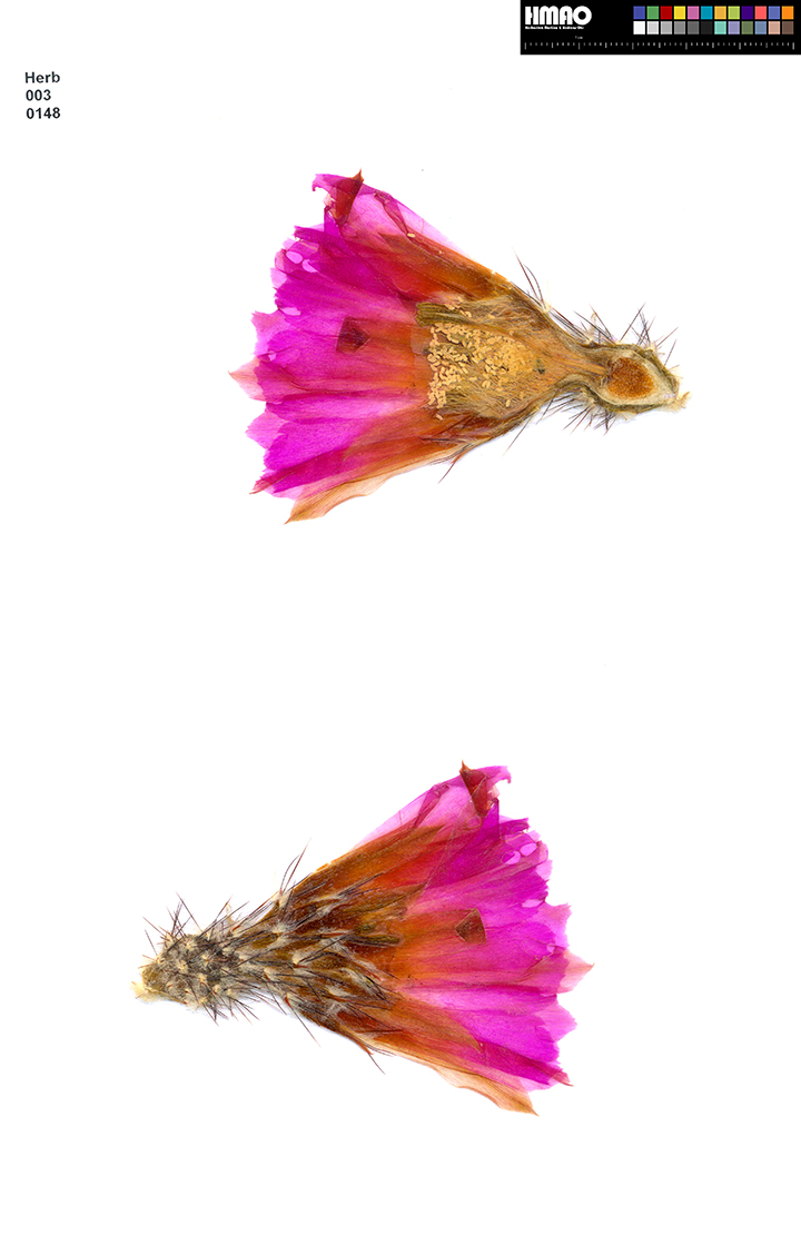 HMAO-003-0148 - Echinocereus pentalophus leonensis, Mexico, Coahuila, El Cinco