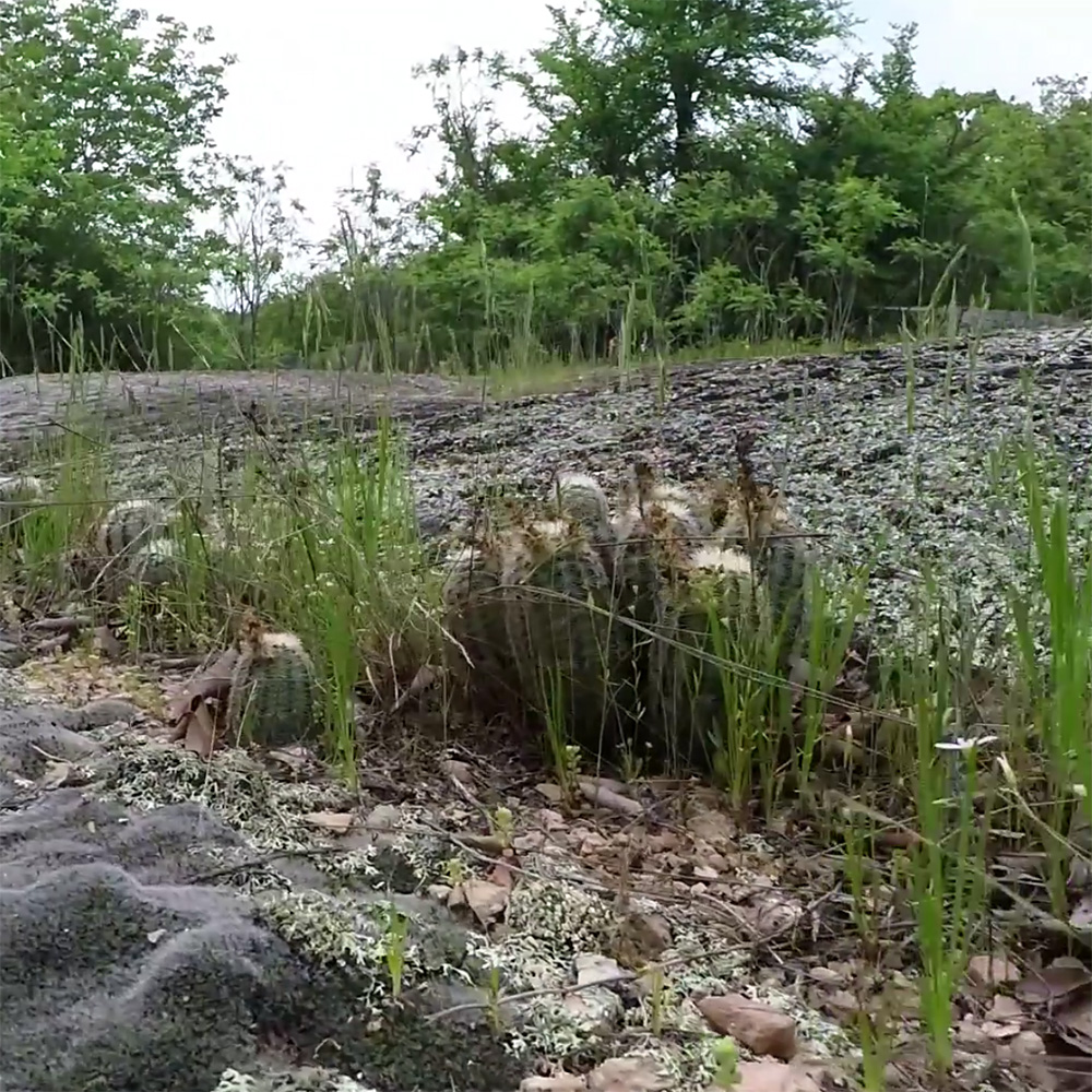 Spaziergang durch ein Habitat mit Echinocereus reichenbachii subsp. caespitosus (Video)