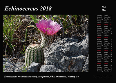 Kalender 2018 - Echinocereus - Utah, Colorado, Oklahoma