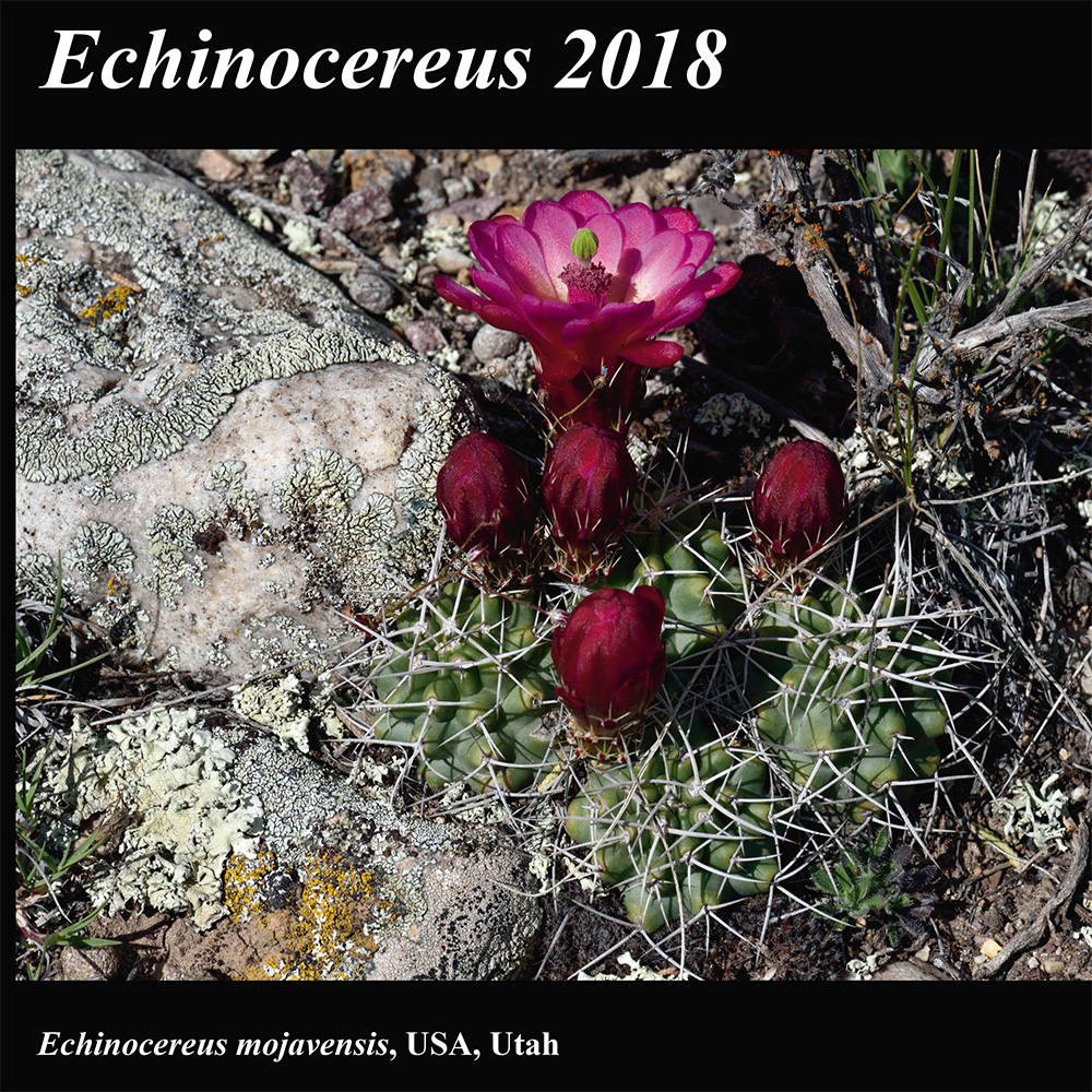 Kalender 2018 - Echinocereus - Utah, Colorado, Oklahoma
