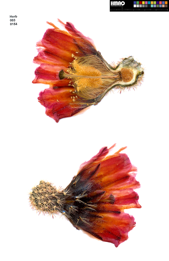 HMAO-003-0154 - Echinocereus pectinatus, Mexico, Delante