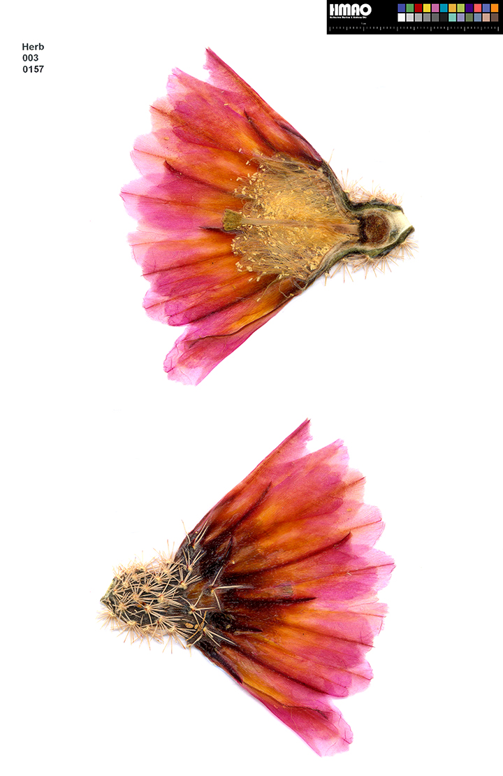 HMAO-003-0157 - Echinocereus pectinatus, Mexico, Durango, La Espaniola