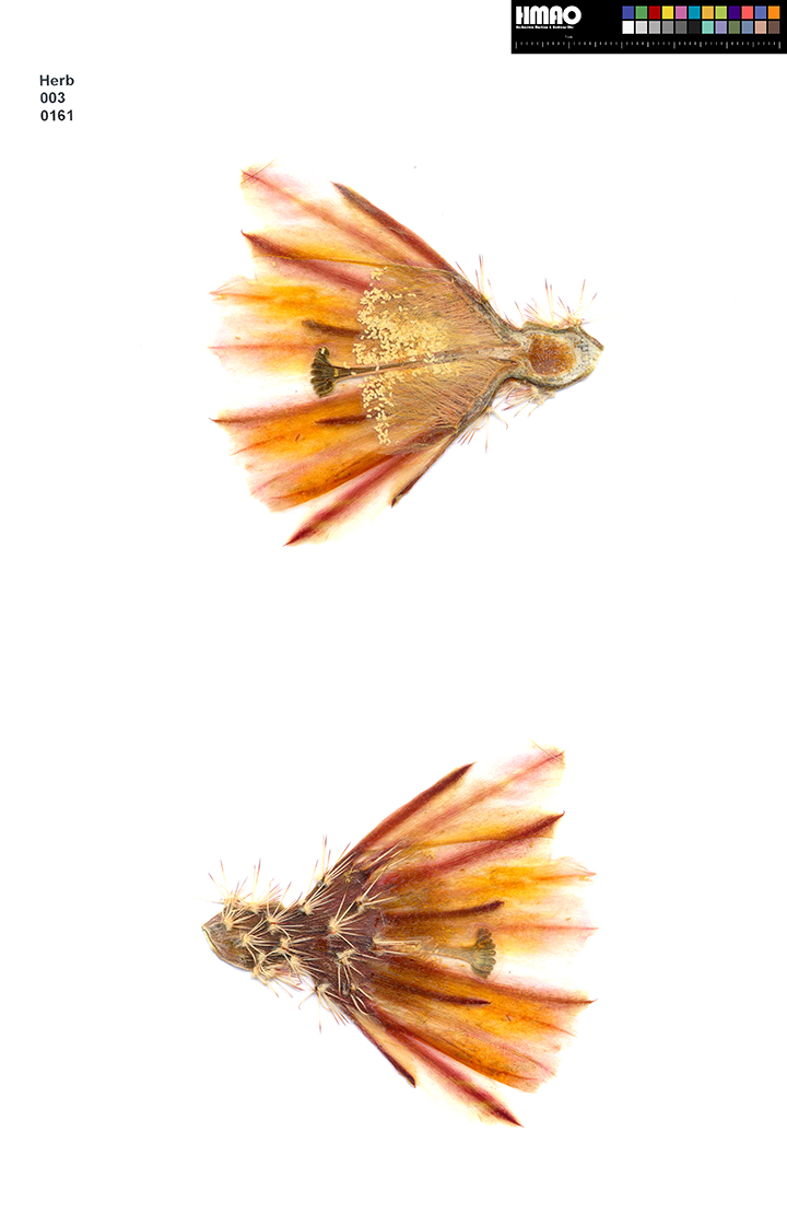 HMAO-003-0161 - Echinocereus dasyacanthus, USA, New Mexico, südlich Alamogordo