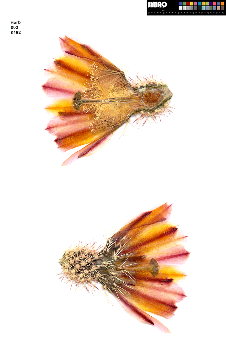 HMAO-003-0162 - Echinocereus dasyacanthus, USA, New Mexico, südlich Alamogordo