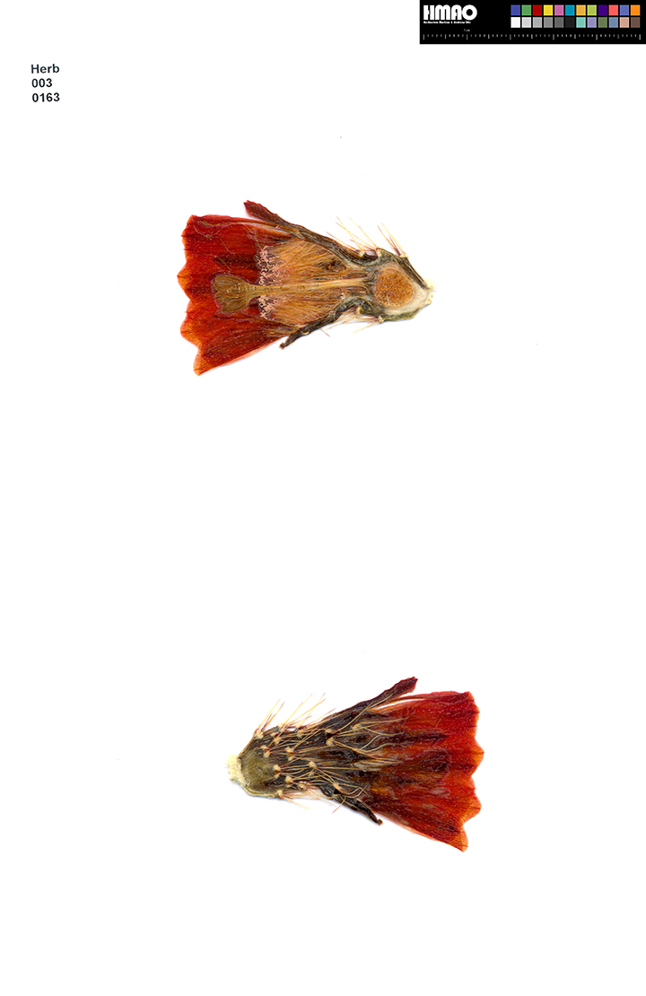 HMAO-003-0163 - Echinocereus xroetteri, USA, New Mexico, Orogrande