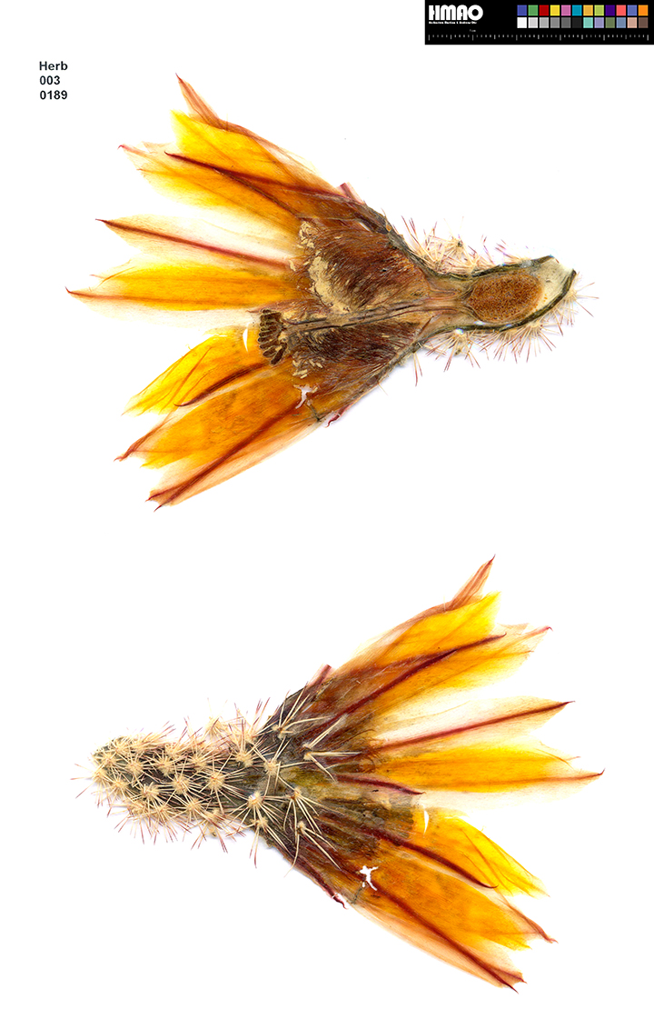 HMAO-003-0189 - Echinocereus dasyacanthus, USA, Texas, Lajitas