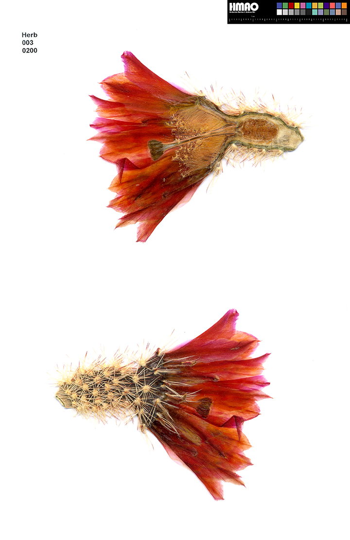 HMAO-003-0200 - Echinocereus dasyacanthus, USA, Texas, Bakersfield