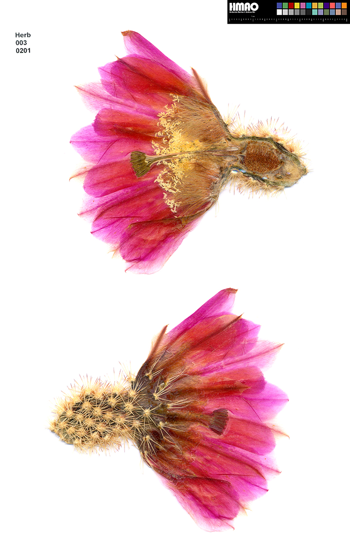 HMAO-003-0201 - Echinocereus dasyacanthus, USA, Texas, Bakersfield