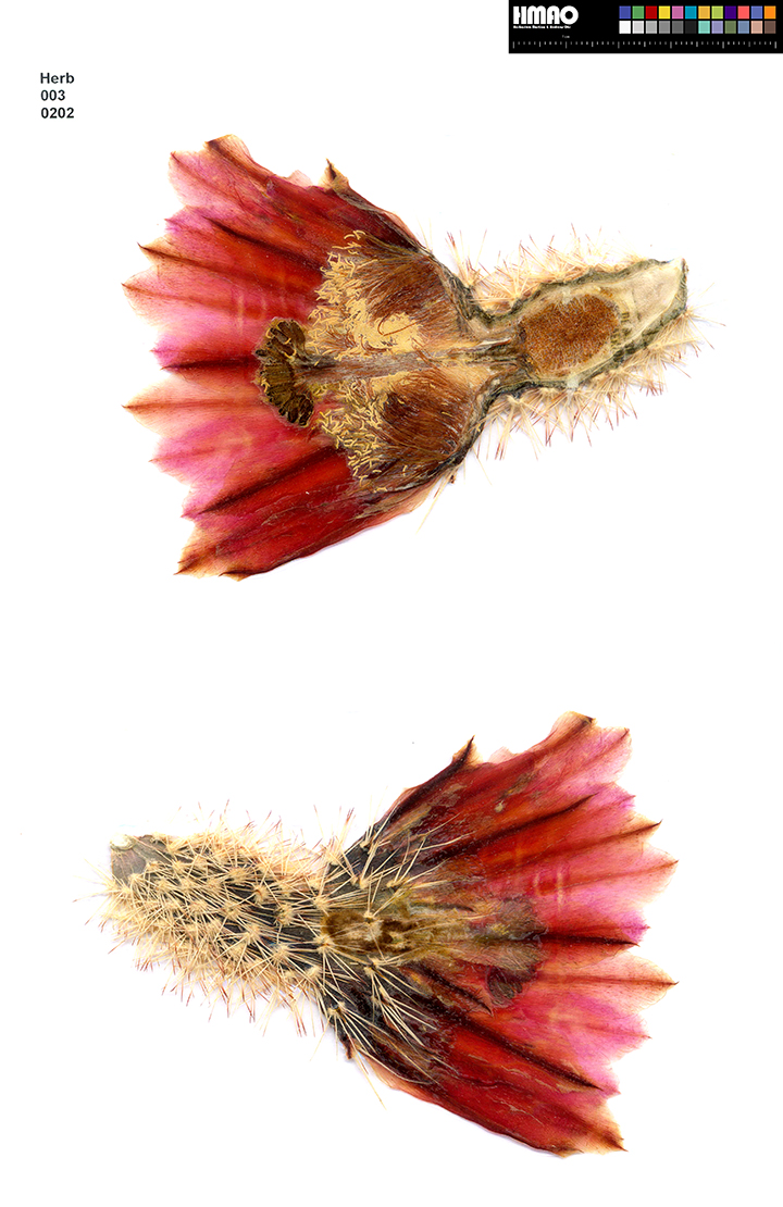 HMAO-003-0202 - Echinocereus dasyacanthus, USA, Texas, Bakersfield