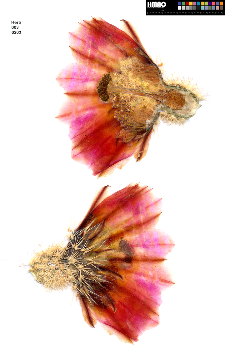 HMAO-003-0203 - Echinocereus dasyacanthus, USA, Texas, Bakersfield