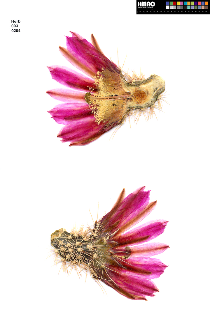HMAO-003-0204 - Echinocereus engelmannii fasciculatus, USA, Arizona, East Saguaro