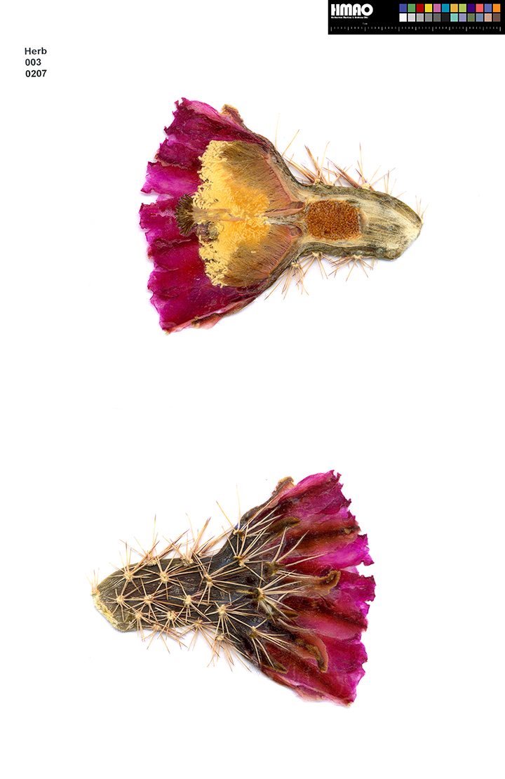 HMAO-003-0207 - Echinocereus fendleri, USA, New Mexico, Lordsburg