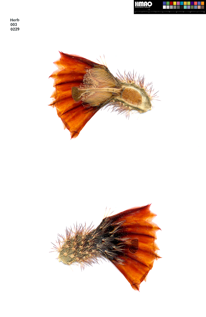 HMAO-003-0229 - Echinocereus xlloydii, USA, Texas, Bakersfield