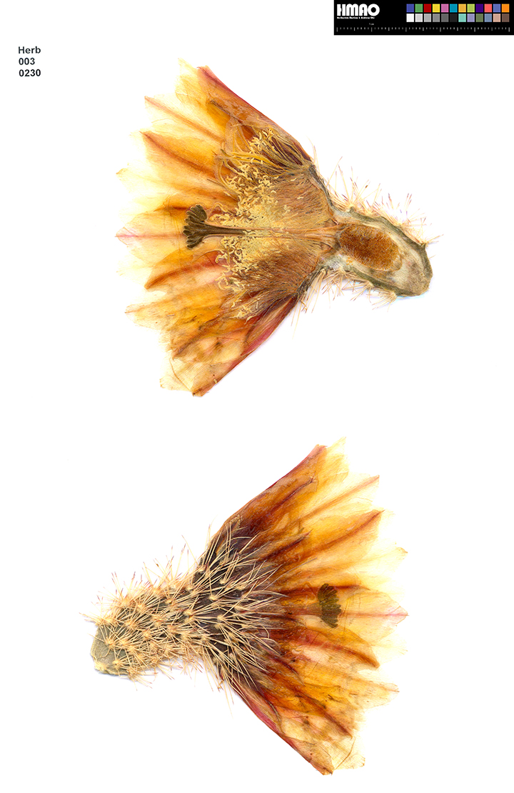 HMAO-003-0230 - Echinocereus dasyacanthus, USA, Texas, Bakersfield