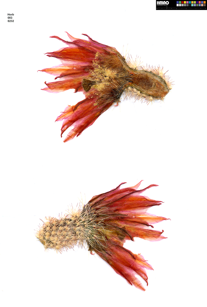 HMAO-003-0232 - Echinocereus dasyacanthus, USA, Texas, Bakersfield