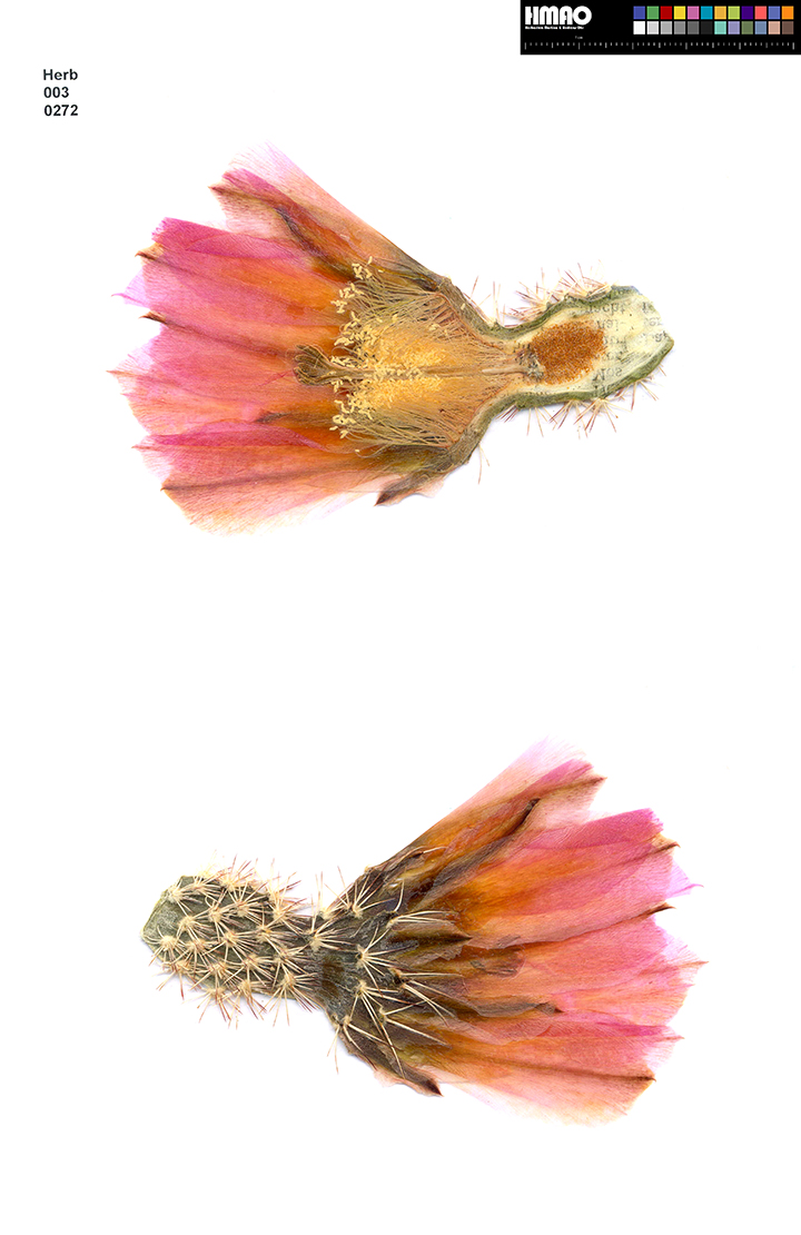 HMAO-003-0272 - Echinocereus pectinatus wenigeri, USA, Texas, Dryden