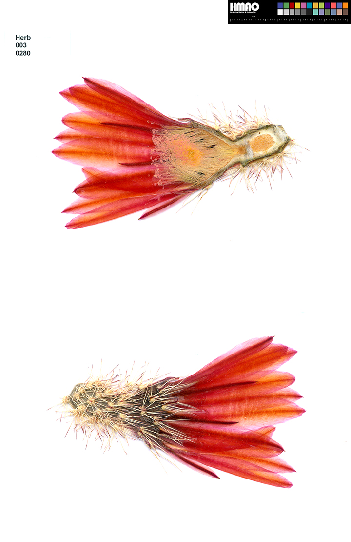 HMAO-003-0280 - Echinocereus dasyacanthus, USA, Texas, Bakersfield