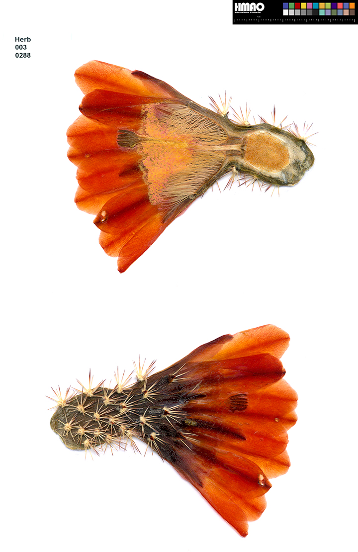 HMAO-003-0288 - Echinocereus xlloydii, USA, Texas, Bakersfield
