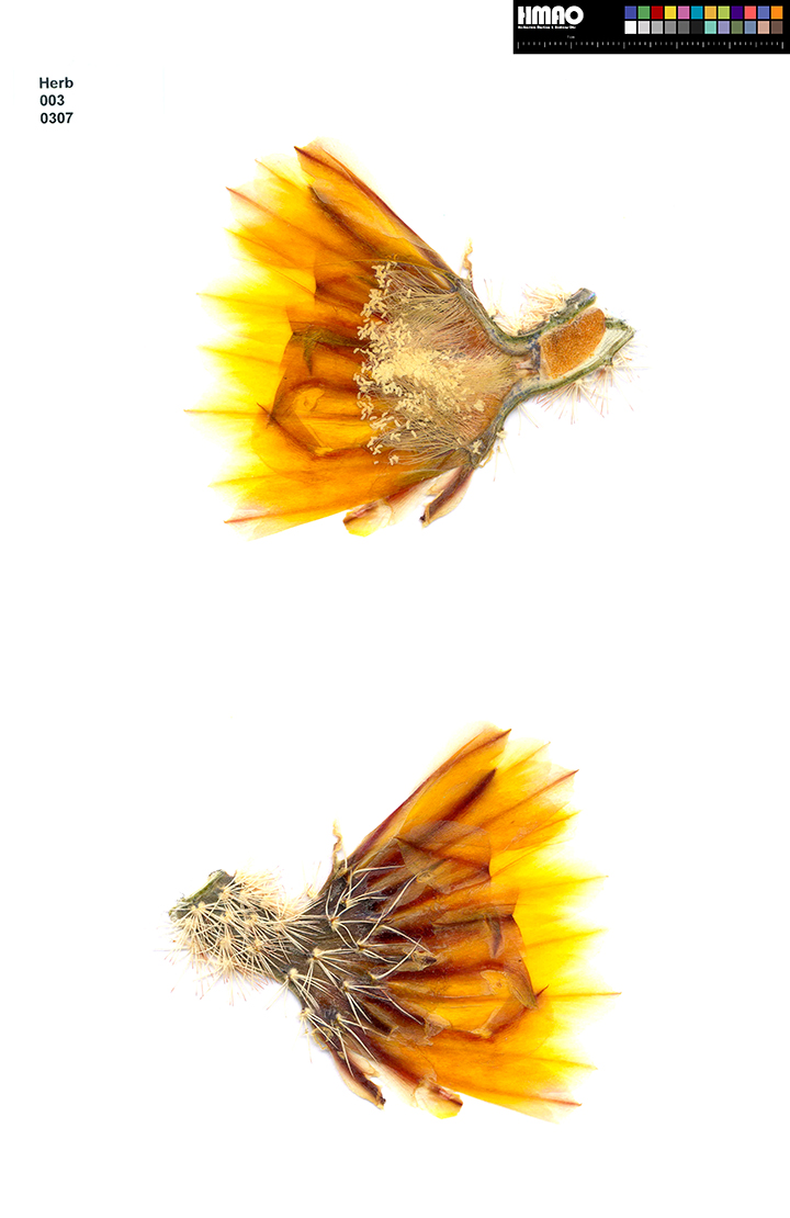HMAO-003-0307 - Echinocereus dasyacanthus, USA, Texas, Ruidosa