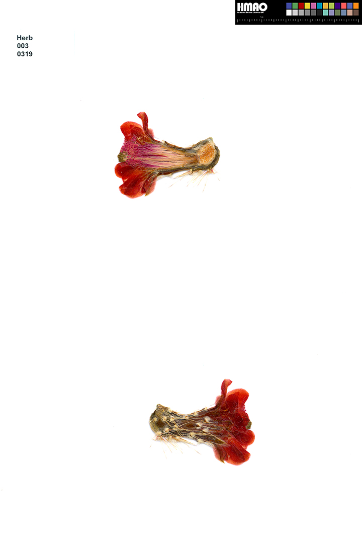HMAO-003-0319 - Echinocereus yavapaiensis, USA, Arizona, Yarnell