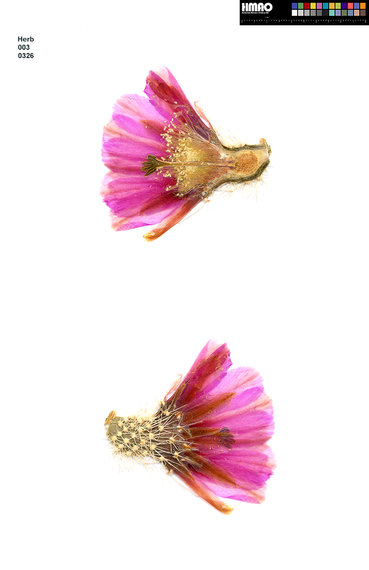 HMAO-003-0326 - Echinocereus engelmannii fasciculatus, USA, Arizona, Boyce Thompson