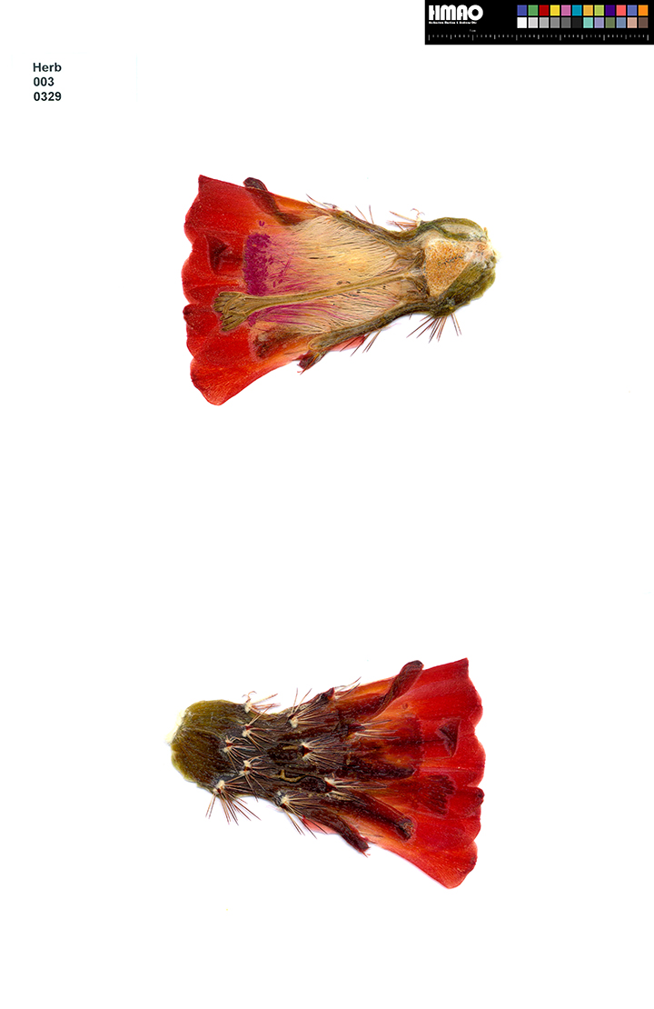 HMAO-003-0329 - Echinocereus coccineus rosei, USA, New Mexico, Pyramid Peak