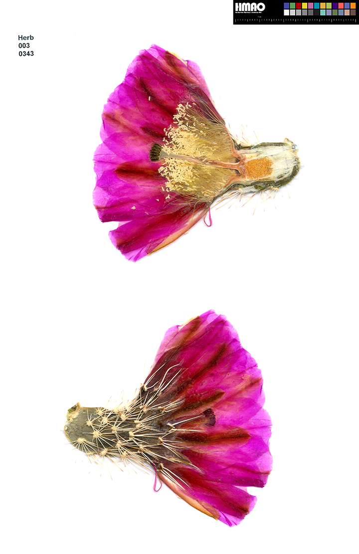 HMAO-003-0343 - Echinocereus engelmannii, USA, Arizona, Organ Pipe