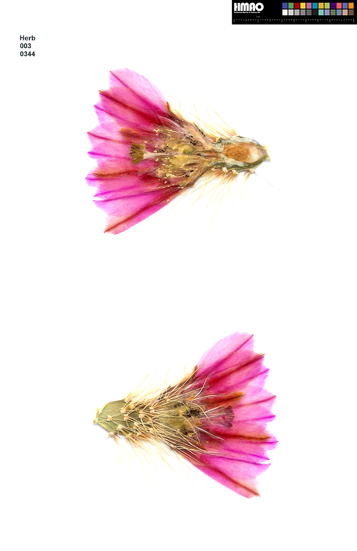 HMAO-003-0344 - Echinocereus nicholii, USA, Arizona, Organ Pipe
