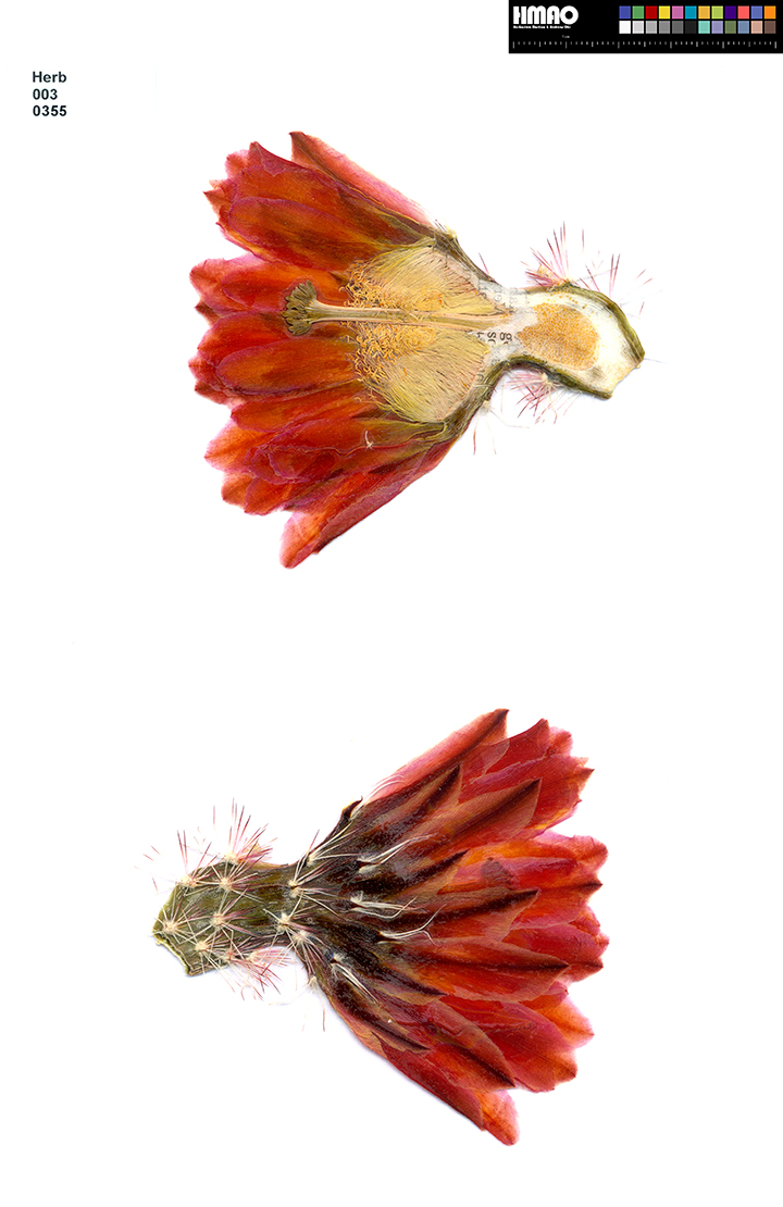 HMAO-003-0355 - Echinocereus xlloydii, USA, Texas, Ft. Stockton-Marathon