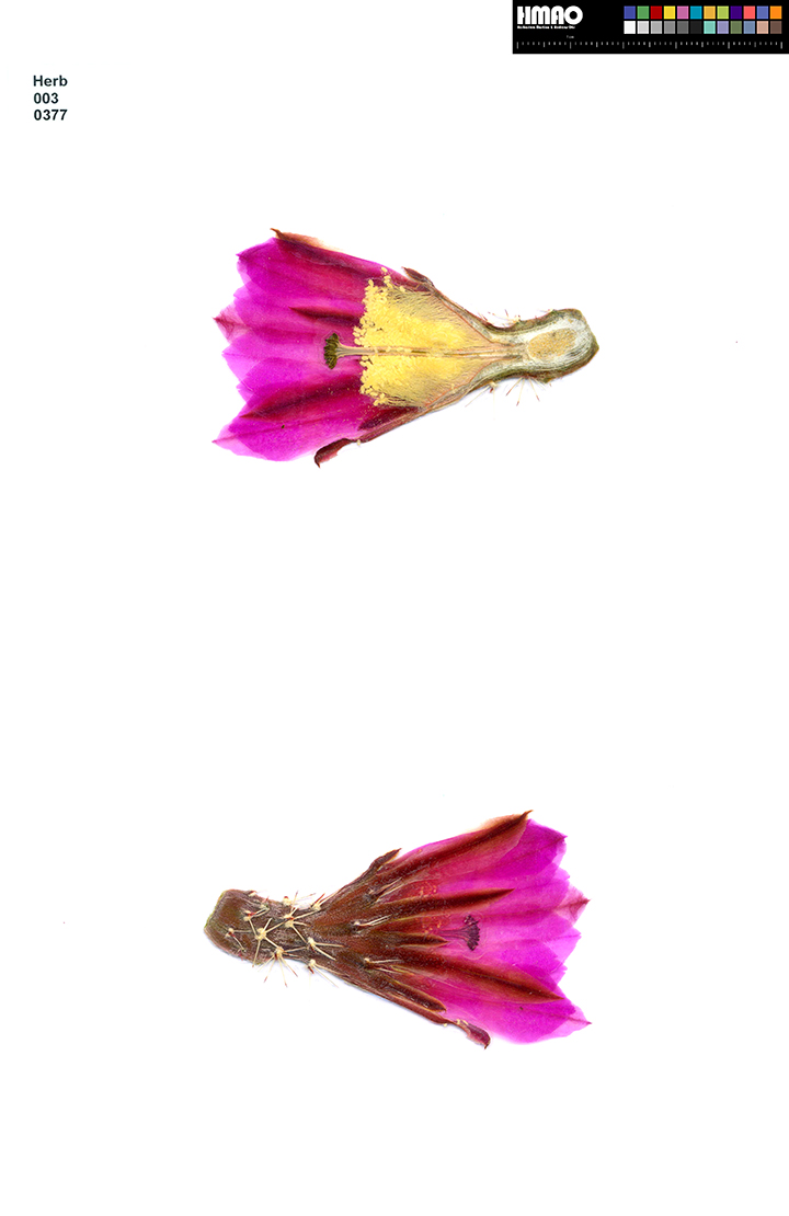 HMAO-003-0377 - Echinocereus fendleri hempelii, Mexico, Chihuahua, Santa Clara Canyon