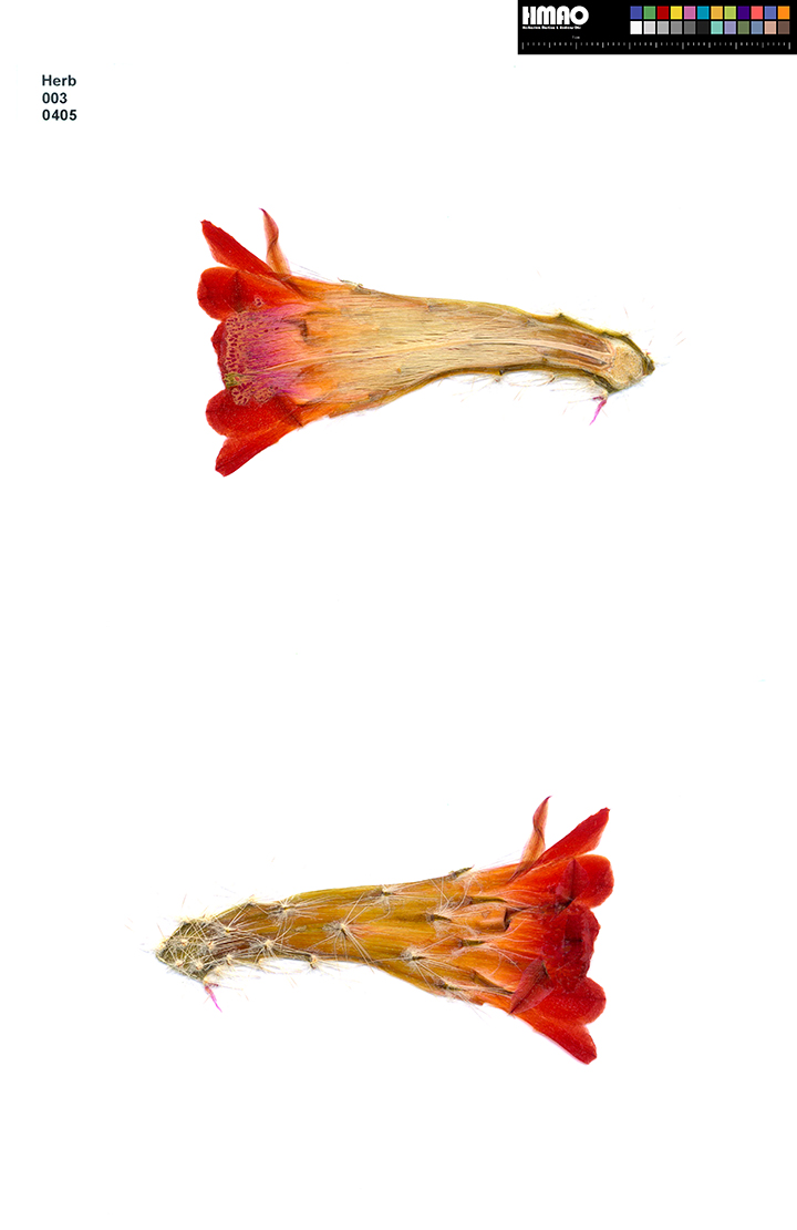 HMAO-003-0405 - Echinocereus salm-dyckianus, Mexico, Chihuahua, La Junta-Yecora