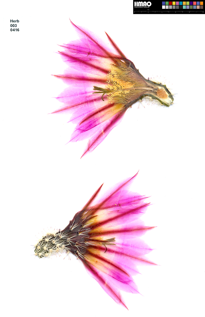 HMAO-003-0416 - Echinocereus pectinatus, Mexico, Durango, Rodeo-Nieves