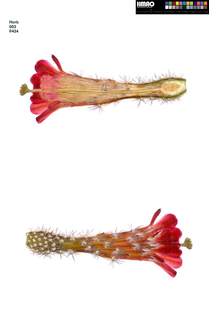 HMAO-003-0424 - Echinocereus acifer, Mexico, Zacatecas, Milpillas