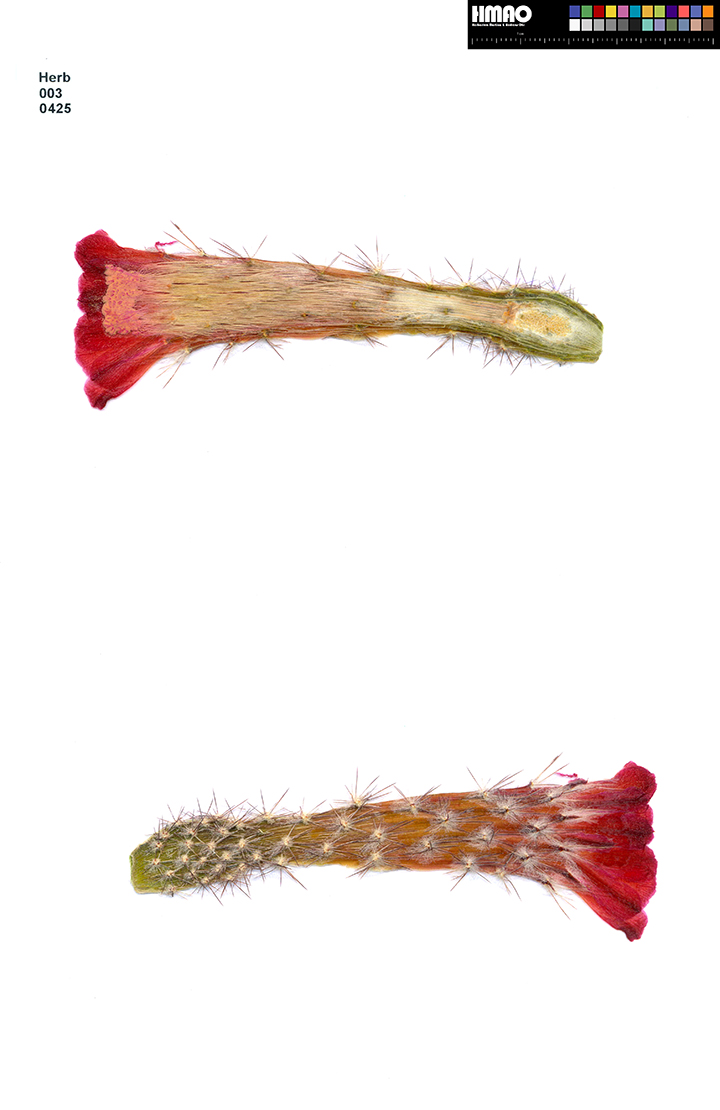 HMAO-003-0425 - Echinocereus acifer, Mexico, Zacatecas, Milpillas