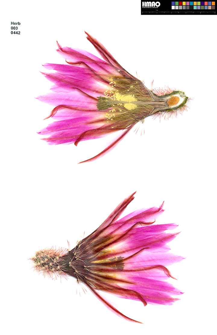 HMAO-003-0442 - Echinocereus pectinatus, Mexico, San Luis Potosi, Derramaderos