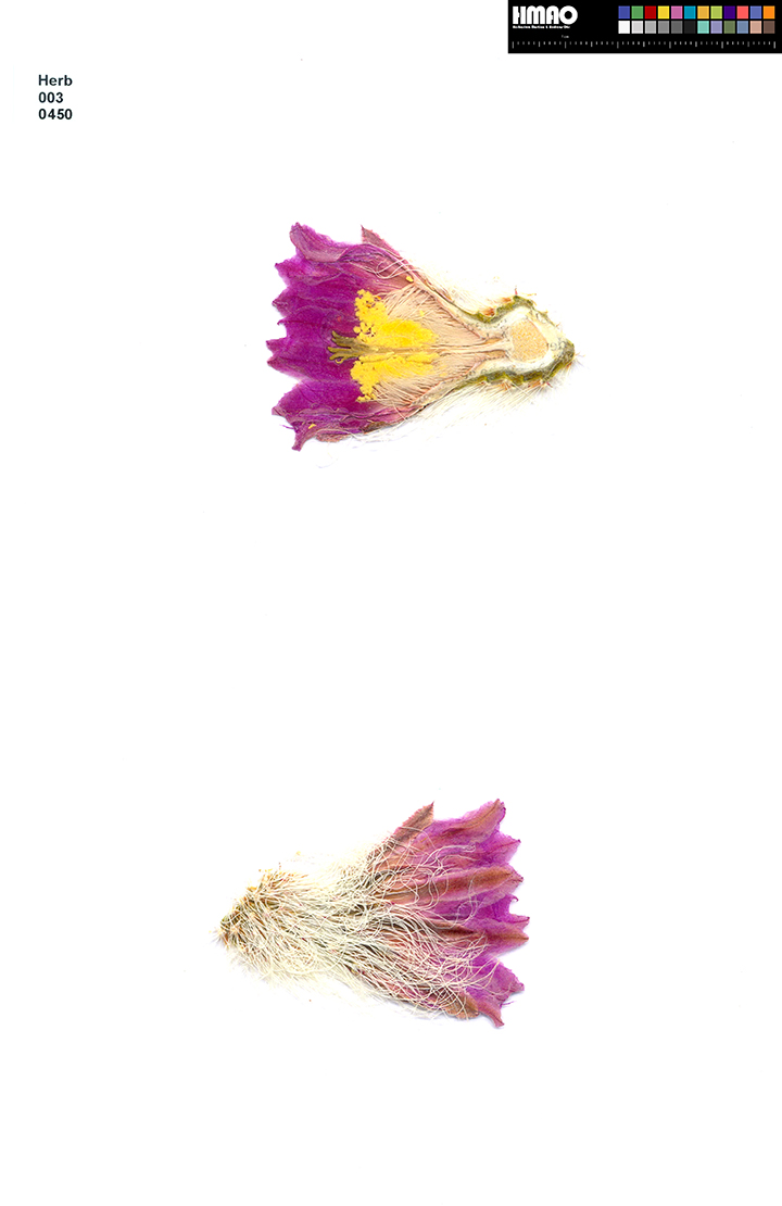 HMAO-003-0450 - Echinocereus delaetii, Mexico, Coahuila, Las Coloradas