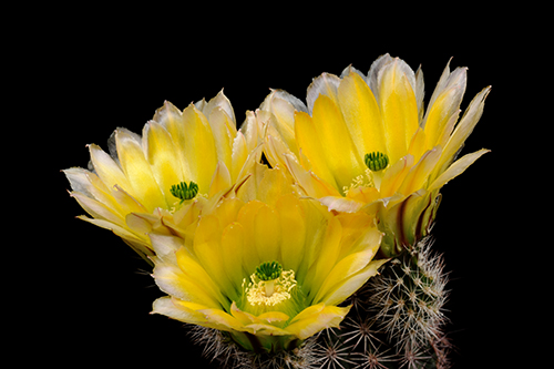 Echinocereus dasyacanthus subsp. rectispinus, Mexico, Chihuahua, Alamos de Pena