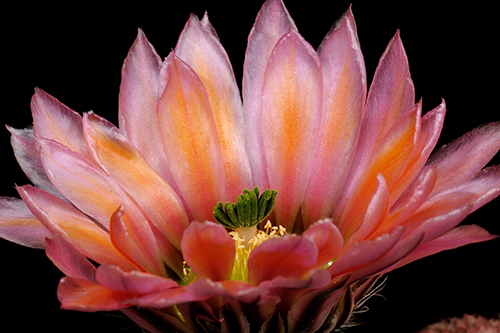 Echinocereus pectinatus, Mexico, Chihuahua, Sierra San Ignacio