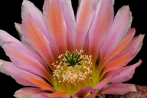 Echinocereus pectinatus, Mexico, Chihuahua, Sierra San Ignacio