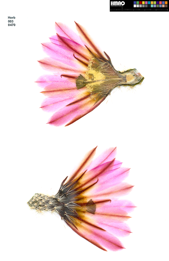 HMAO-003-0470 - Echinocereus pectinatus, Mexico, Nuevo Leon, Saltillo-Monterrey